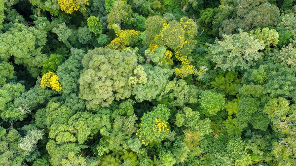 Assurance pour animal de compagnie : protégez votre compagnon à poil